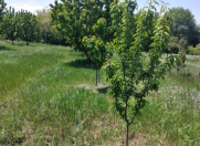 Satılır 3 sot torpaq Quba