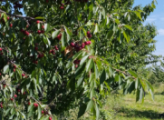 Satılır 110 sot torpaq Quba