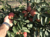 Satılır 1500 sot torpaq Xudat