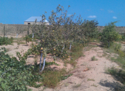 Satılır 12 sot torpaq Gürgən