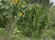 Satılır 10 sot torpaq Xudat