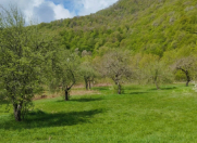 Satılır 6 sot torpaq İsmayıllı