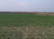 Satılır 1900 sot torpaq Yevlax