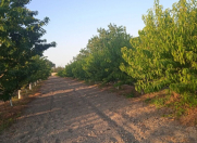 Satılır 39 sot torpaq Xaçmaz