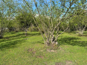 Satılır 47 sot torpaq Qəbələ