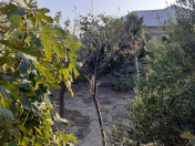 Satılır 6 sot torpaq Lökbatan