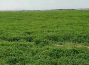 Satılır 820 sot torpaq Maştağa