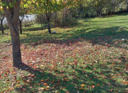 Satılır 7.5 sot torpaq Quba