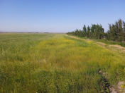 Satılır 857 sot torpaq Şabran