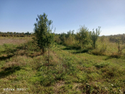 Satılır 241 sot torpaq Xaçmaz