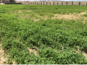 Satılır 100 sot torpaq Məhəmmədli