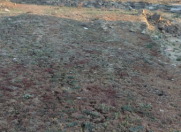 Satılır 6 sot torpaq Şıxov