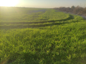 Satılır 326 sot torpaq Göyçay