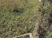 Satılır 5 sot torpaq Masallı