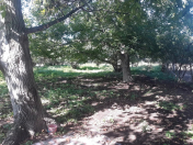 Satılır 10 sot torpaq Göygöl