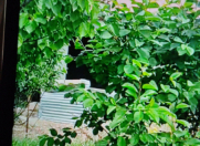 Satılır 8 otaqlı 0 m2 həyət evi Göygöl