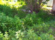 Satılır 6 sot torpaq İsmayıllı