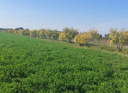 Satılır 500 sot torpaq Bərdə