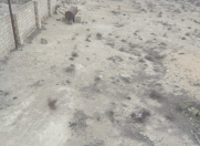 Satılır 24 sot torpaq Zirə