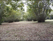 Satılır 31 sot torpaq Qəbələ