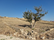 Satılır 36 sot torpaq Mehdiabad