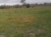 Satılır 420 sot torpaq Xudat