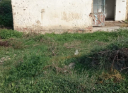 Satılır 6 sot torpaq Xudat