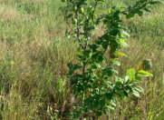 Satılır 5 otaqlı 190 m2 həyət evi Salyan