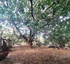 Satılır 3 sot torpaq Biləcəri