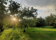 Satılır 10 sot torpaq Qəbələ