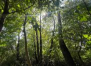 Satılır 11 sot torpaq İsmayıllı