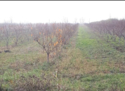 Satılır 87 sot torpaq Xaçmaz