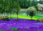 Satılır 20 sot torpaq Masallı