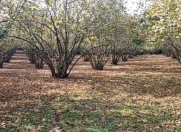 Satılır 4 otaqlı 152 m2 həyət evi Saatlı