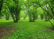 Satılır 55 sot torpaq Qəbələ