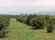 Satılır 65 sot torpaq Zaqatala