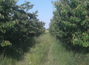 Satılır 150 sot torpaq Tərtər