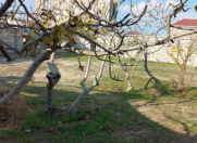 Satılır 3 sot torpaq Maştağa