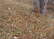 Satılır 18 sot torpaq Şamaxı