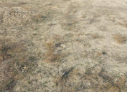 Satılır 12 sot torpaq Pirşağı