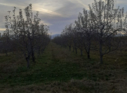 Satılır 51 sot torpaq Quba