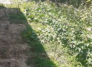 Satılır 1.4 sot torpaq Zabrat 1