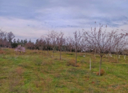 Satılır 120 sot torpaq Türkan