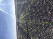 Satılır 830 sot torpaq Göyçay