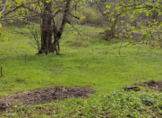 Satılır 18 sot torpaq Qəbələ