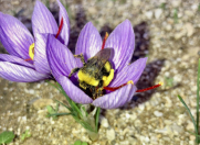 Satılır 3 otaqlı 600 m2 bağ evi Dübəndi bağları