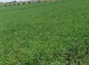 Satılır 712 sot torpaq Göyçay