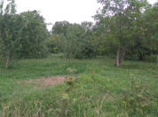 Satılır 32 sot torpaq İsmayıllı