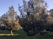 Satılır 28 sot torpaq Mərdəkan