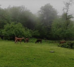 Satılır 55 sot torpaq Oğuz